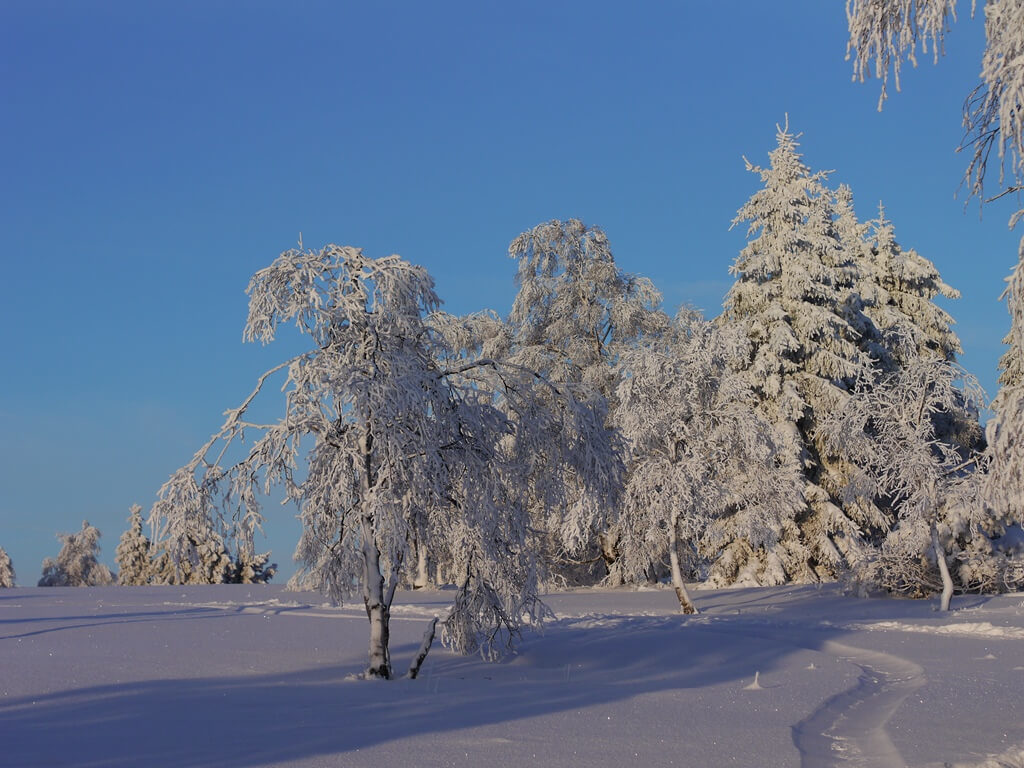 Ferienhaus „Im Bambuswald“